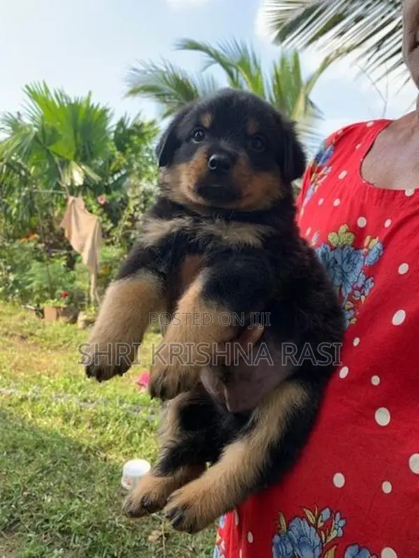 Rottweiler Pubbys