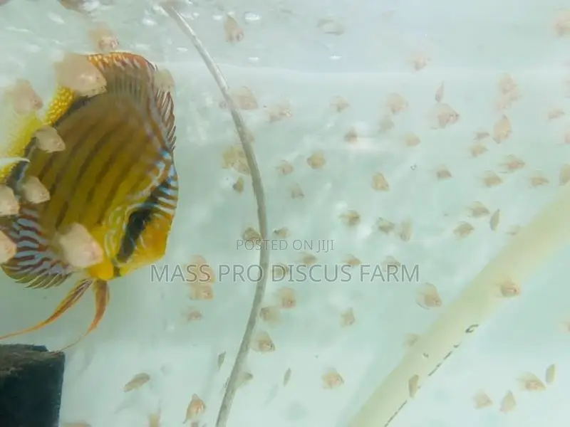 Red Turquoise Baby Discus Fish
