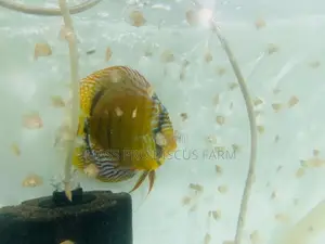 Red Turquoise Baby Discus Fish