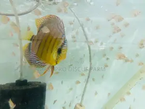 Red Turquoise Baby Discus Fish