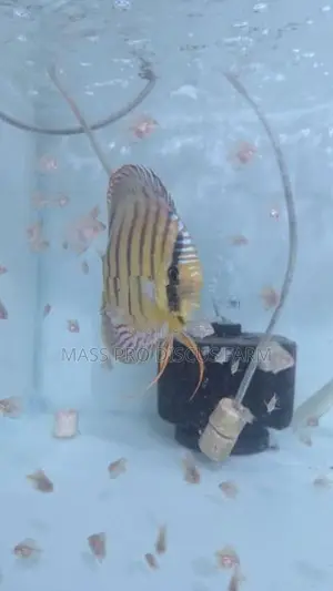 Red Turquoise Baby Discus Fish