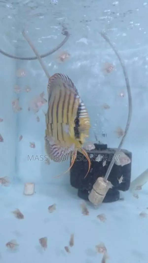 Red Turquoise Baby Discus Fish