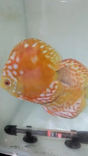 Red Panda Baby Discus Fish