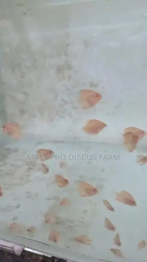 Red Panda Baby Discus Fish