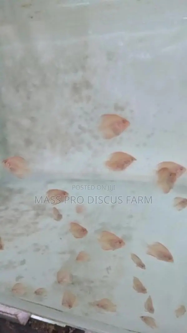 Red Panda Baby Discus Fish