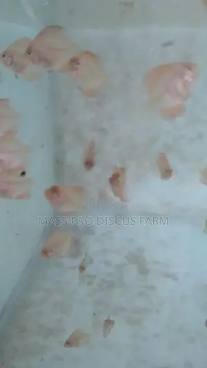 Red Panda Baby Discus Fish