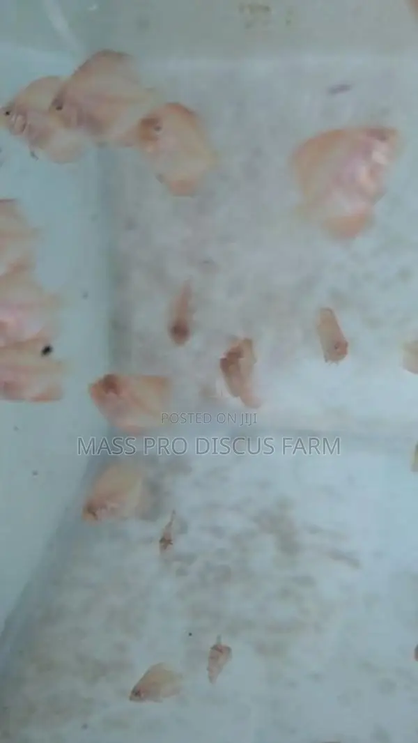 Red Panda Baby Discus Fish