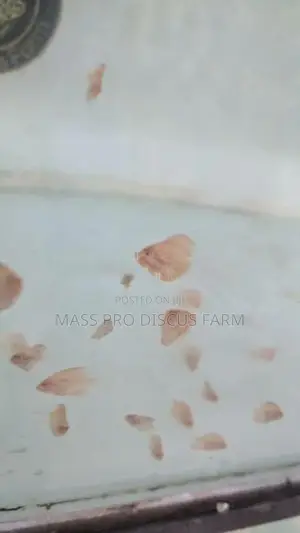 Red Panda Baby Discus Fish