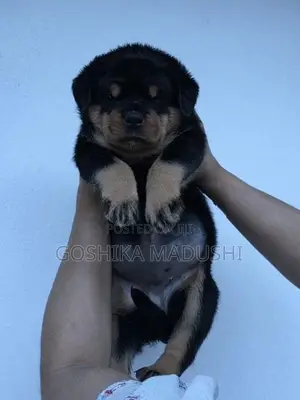 Rottweiler Puppy