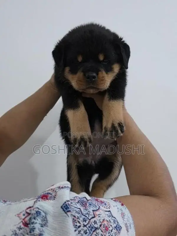 Rottweiler Puppy