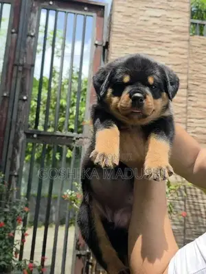 Rottweiler Puppy