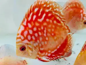 Red Panda Discus Fish