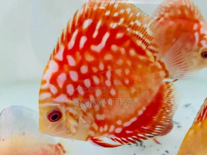 Red Panda Discus Fish