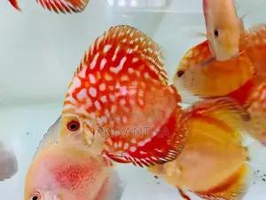 Red Panda Discus Fish