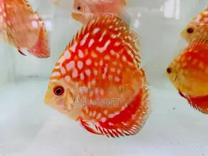 Red Panda Discus Fish