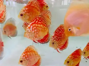 Red Panda Discus Fish