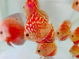 Red Panda Discus Fish