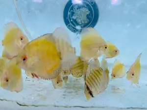 Assorted Discus Fish