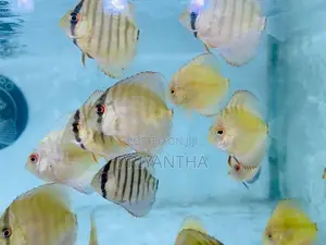 Assorted Discus Fish