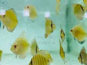 Assorted Discus Fish