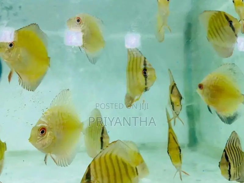 Assorted Discus Fish