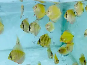 Assorted Discus Fish