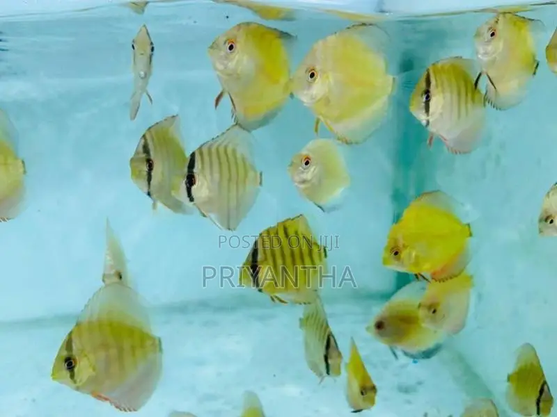 Assorted Discus Fish