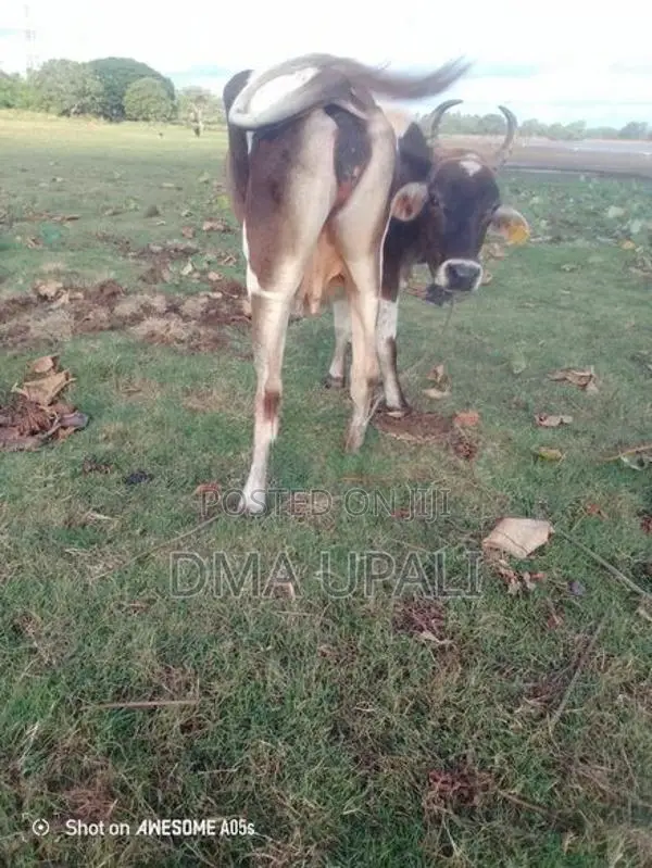 කිරි ගවයෙක් .