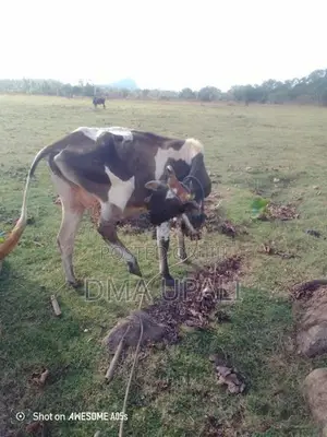 කිරි ගවයෙක් .