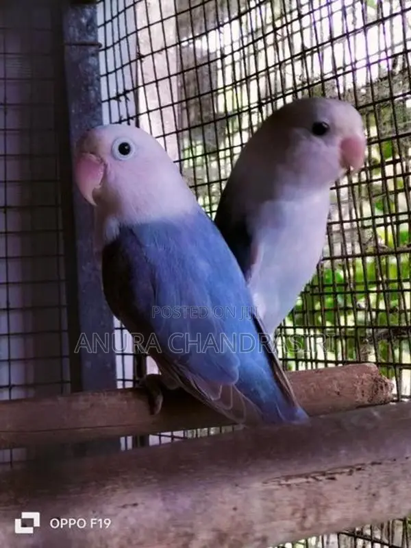 african.bird