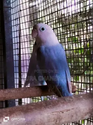 african.bird