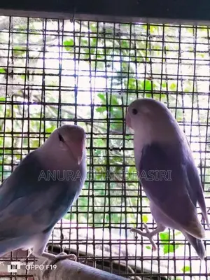 african.bird