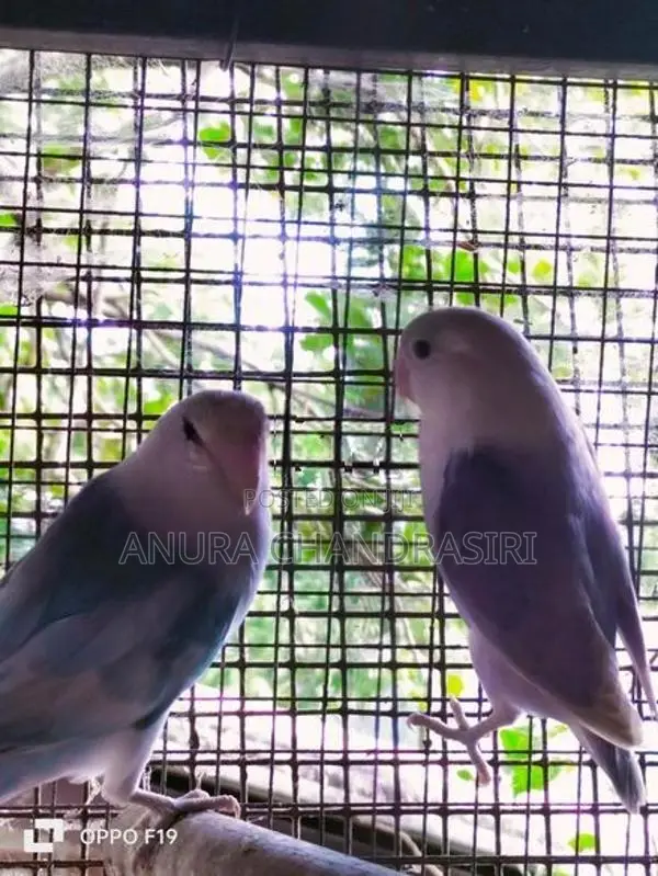 african.bird