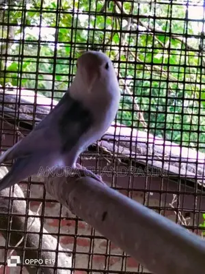 african.bird