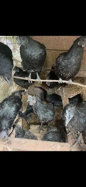 Black Chicken (கருங்கோழி)