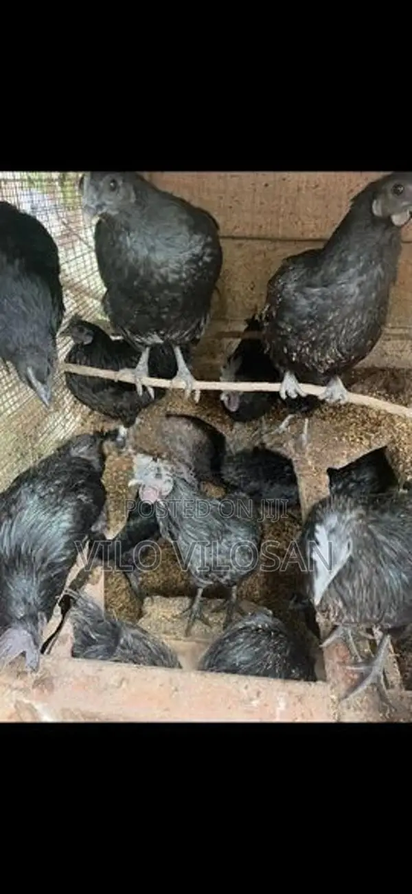 Black Chicken (கருங்கோழி)