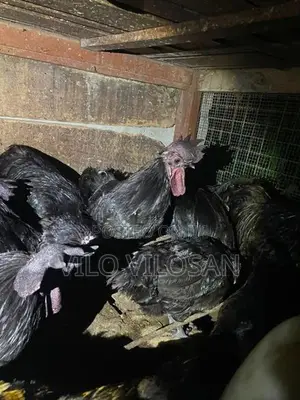 Black Chicken (கருங்கோழி)