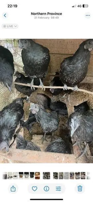 Black Chicken (கருங்கோழி)