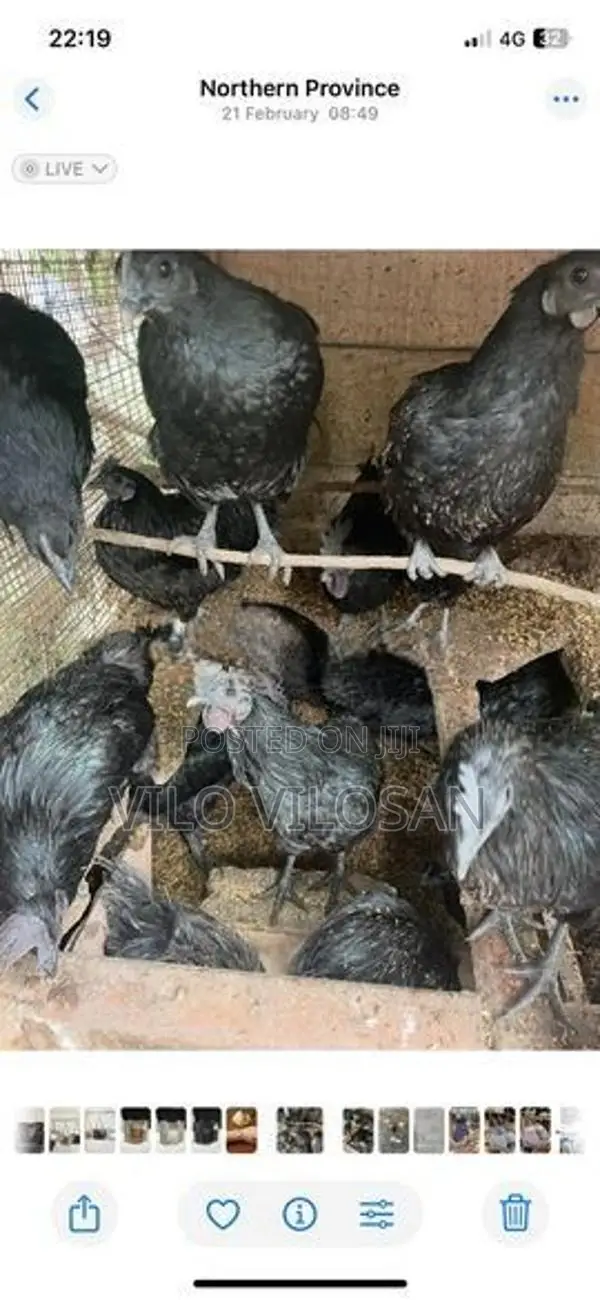Black Chicken (கருங்கோழி)