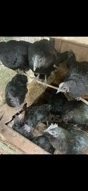 Black Chicken (கருங்கோழி)