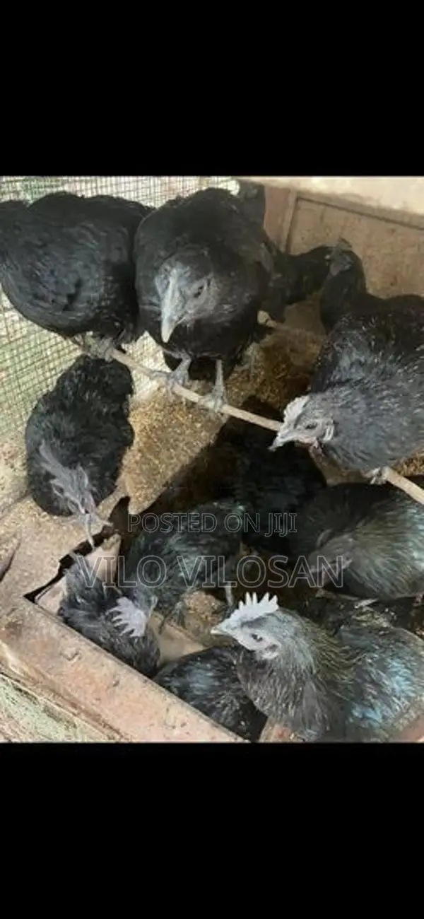 Black Chicken (கருங்கோழி)