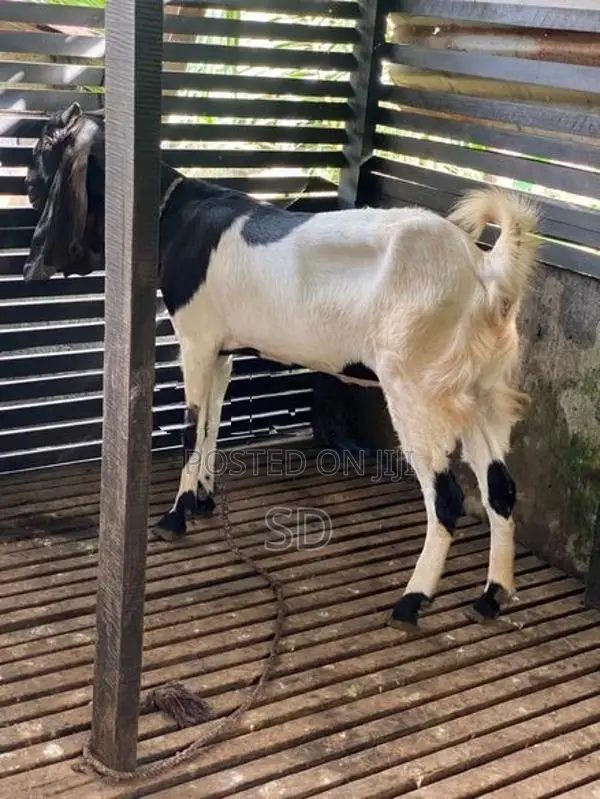 Jamunapyer Elise