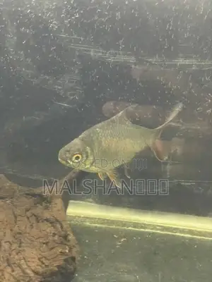 Tinfoil Barb