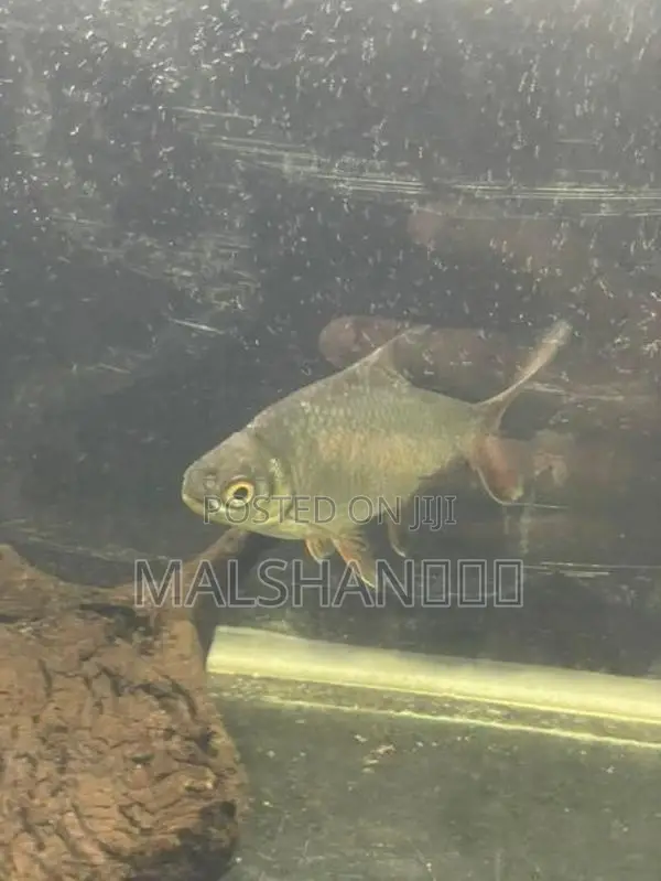Tinfoil Barb