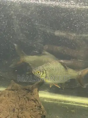 Tinfoil Barb