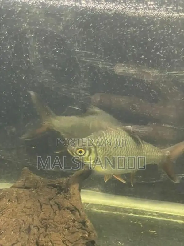 Tinfoil Barb