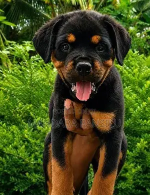 Rottweiler Puppies