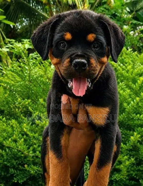 Rottweiler Puppies