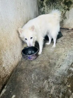 Pomeranian Female Dog