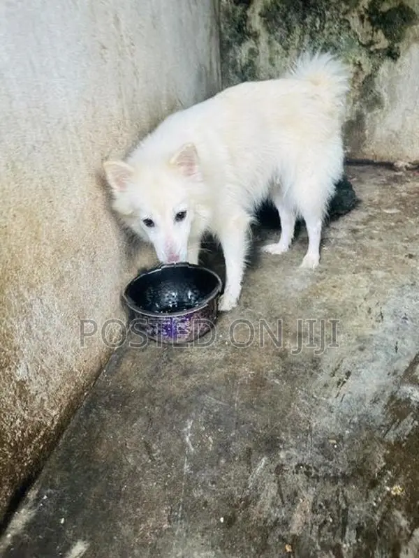 Pomeranian Female Dog